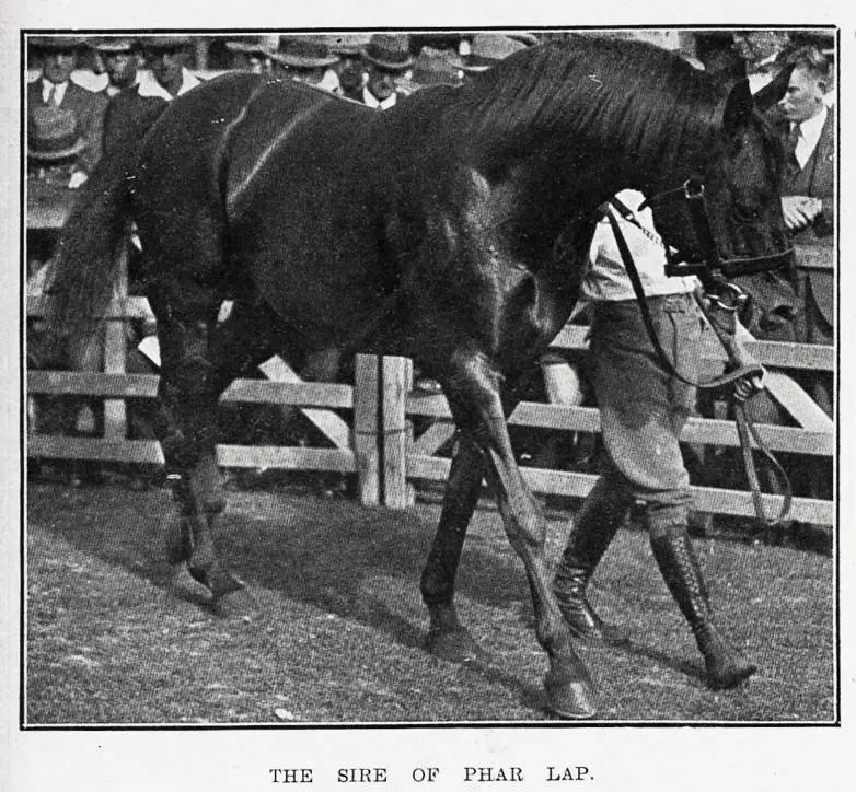 The sire of Phar Lap