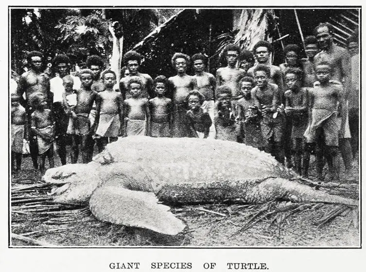 Giant species of turtle