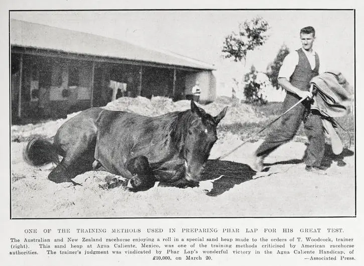 One of the training methods used in preparing Phar Lap for his great test