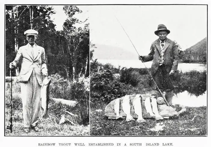 Rainbow trout well established in a South Island lake