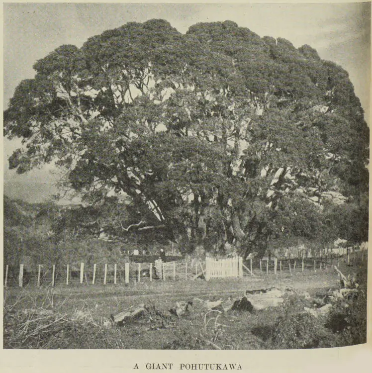 Te Waha o Rerekohu, the giant pohutukawa at Te Araroa