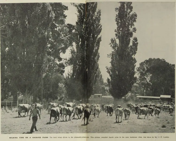 Milking time on a Waikato farm: the herd being driven to the pleasantly-situated sheds