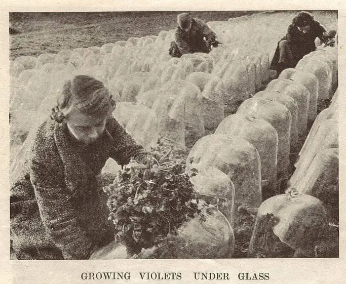 Girls picking violets grown under cloches in Sussex