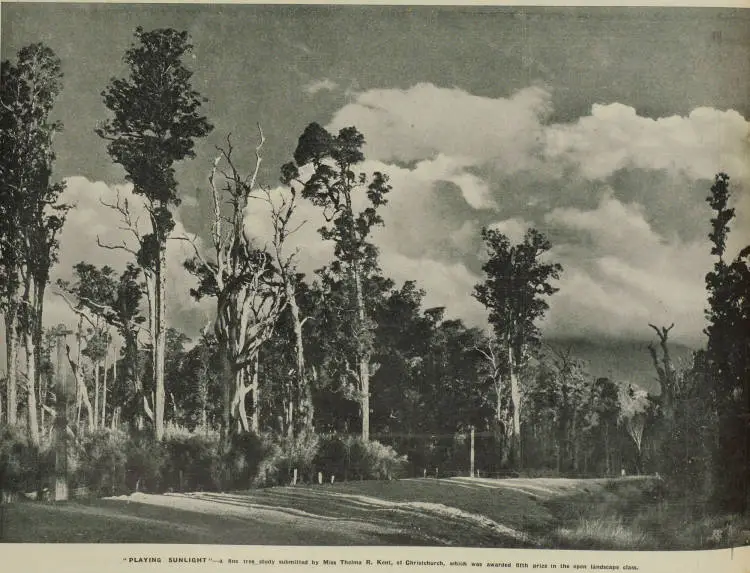Sunlight dappling a tree-lined rural road with clouds in the distant sky