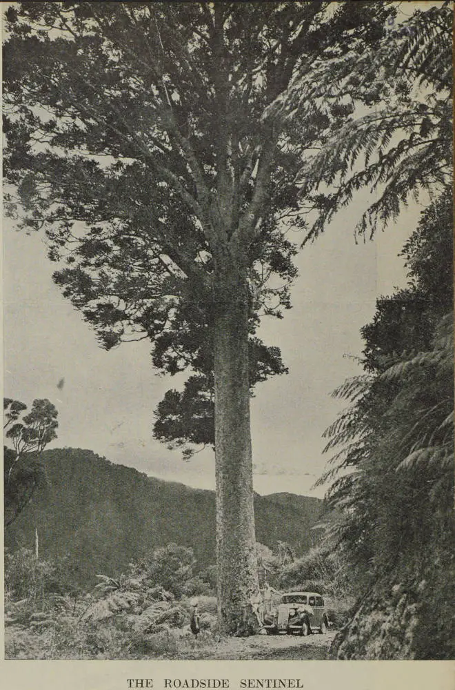 Kauri tree on the Thames coast of the Coromandel Peninsula
