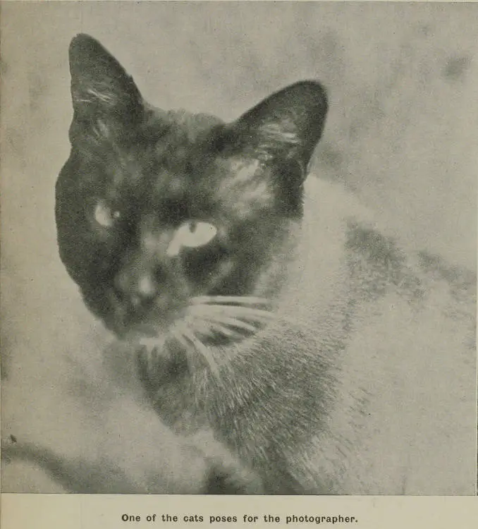 Siamese cat bred by Mrs Alberta McLean at Whangapoua