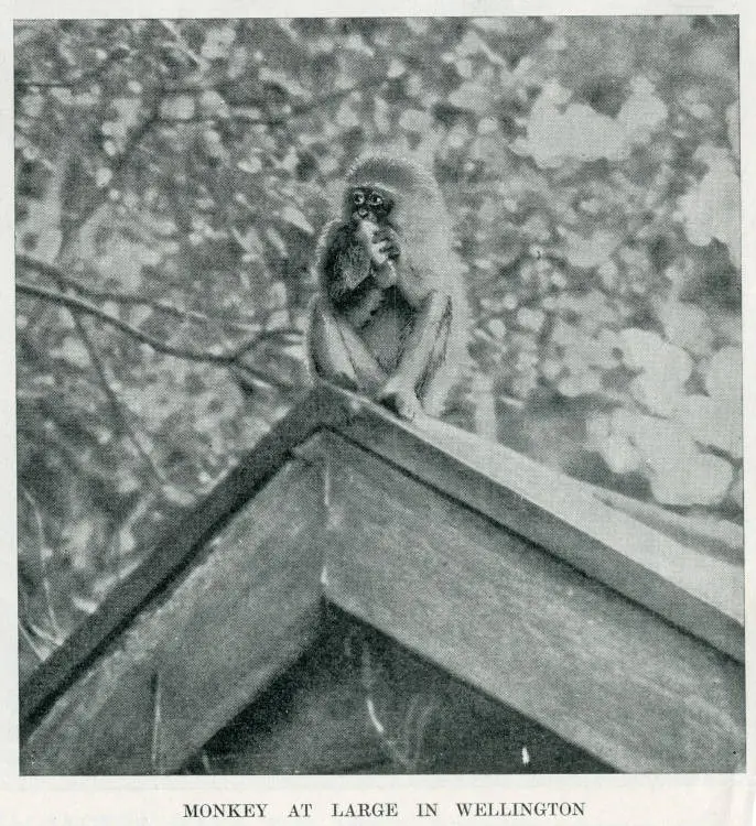 Monkey at large in Wellington