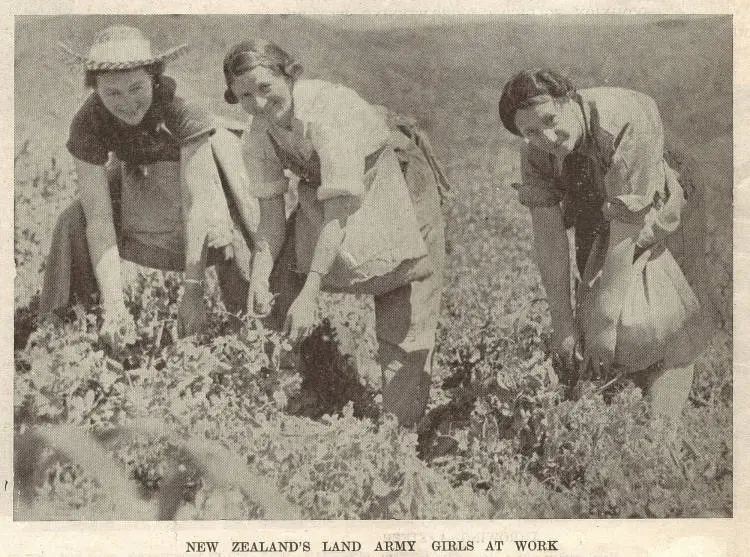 New Zealand's Land Army girls at work
