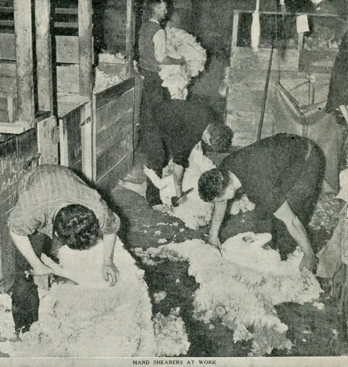 Hand shearers at work