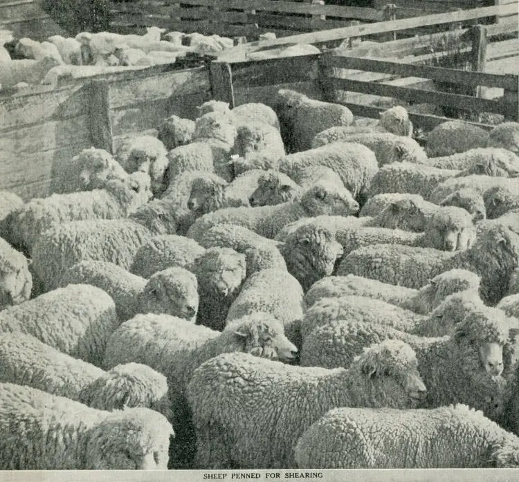 Sheep penned for shearing