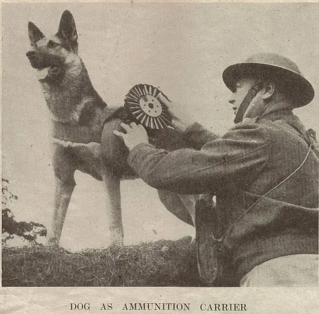 Dog as ammunition carrier