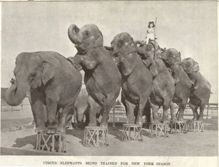 Circus elephants being trained for New York season