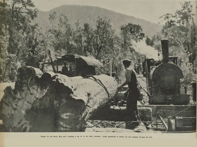 Timber for the Bruce Bay mill: loading a log on to the bush tramway. Large quantities of timber are now passing through the mill
