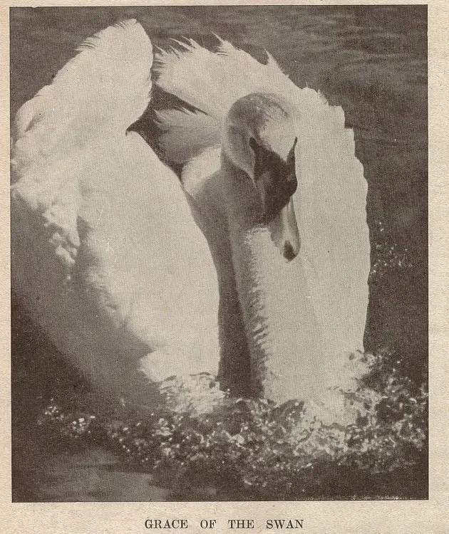 Grace of the swan