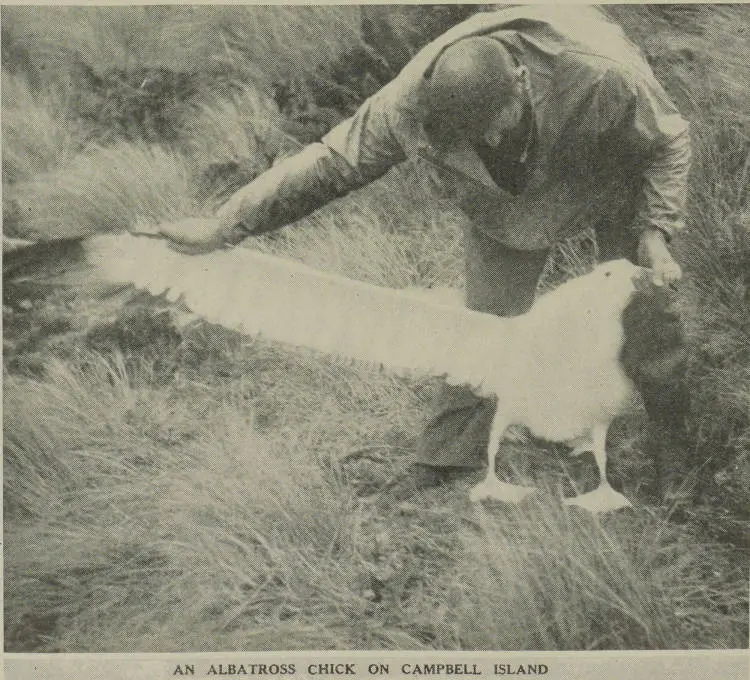 Coastwatchers on Sub-Antarctic islands