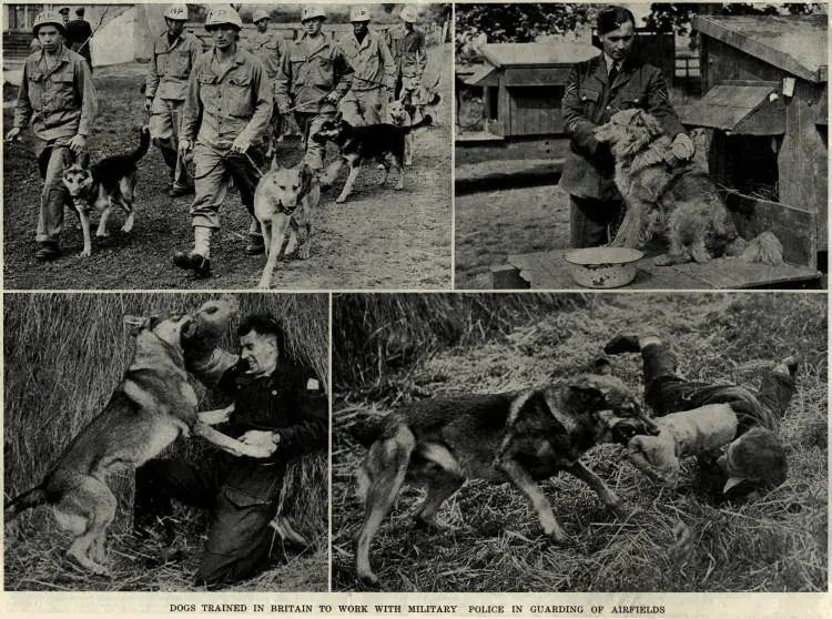 Dogs trained in Britain to work with Military Police in guarding of airfields