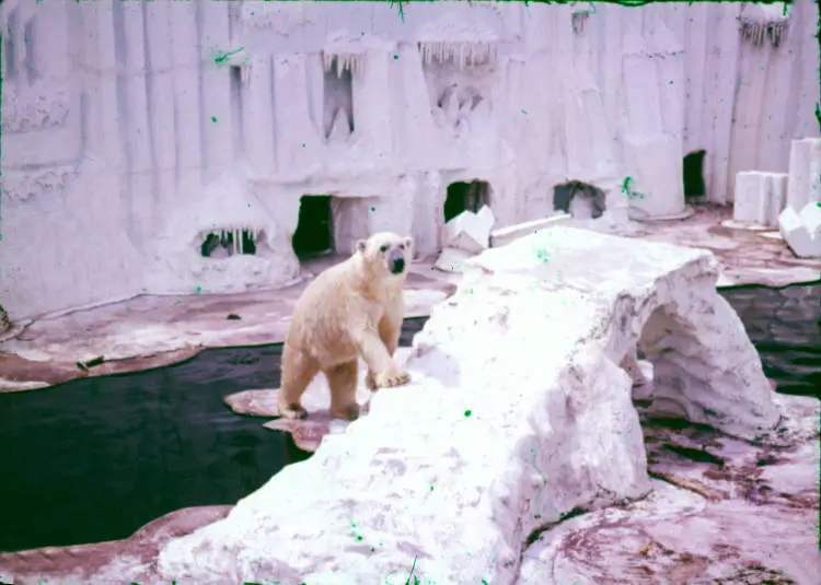Polar bear cub Piwi at Auckland Zoo.