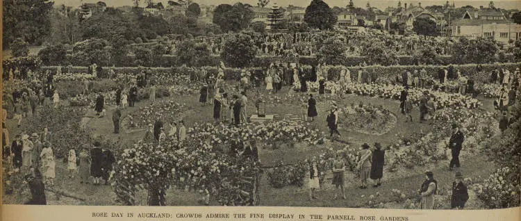 Rose day in Auckland: crowds admire the fine display in the Parnell Rose Gardens