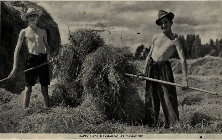 Happy lads haymaking at Tamahere