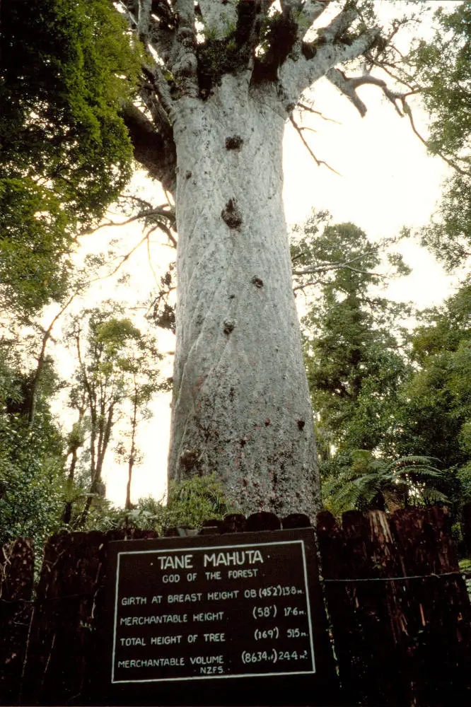 Tane Mahuta, Waipoua Forest