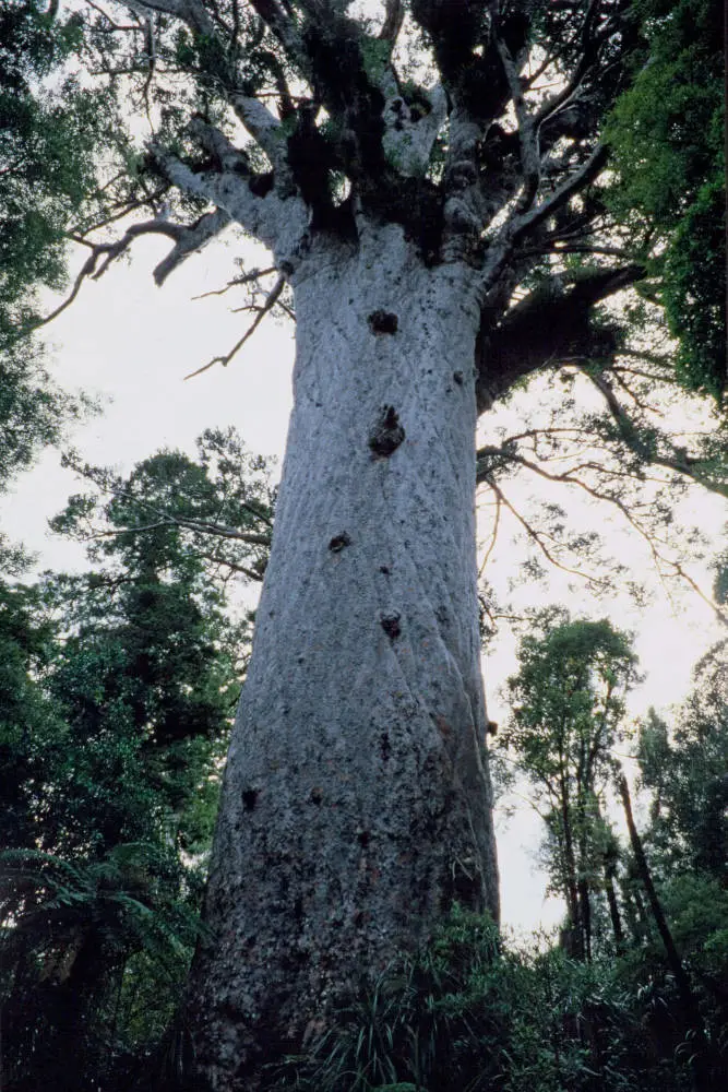 Tane Mahuta, Waipoua Forest