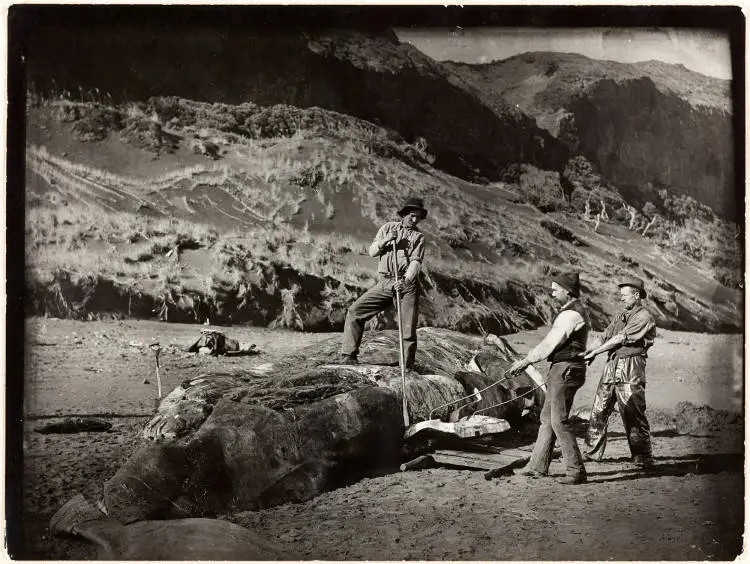 Men working in a whaling station on a beach