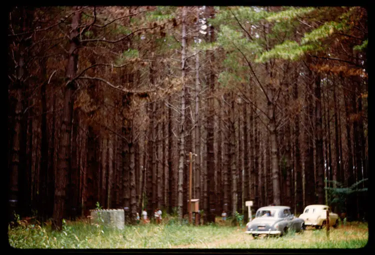 Waiuku Forest