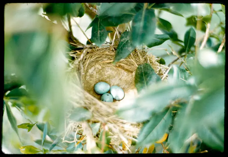 Bird's nest and eggs