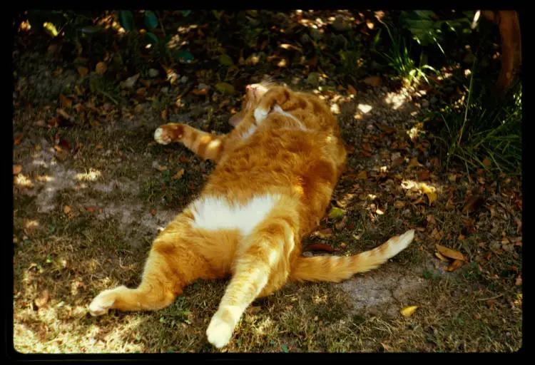 Honey the cat in the garden, 1968