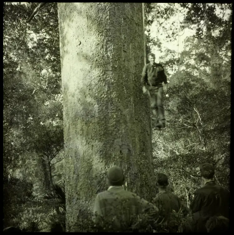 Climbing for kauri gum, Waitākere Ranges