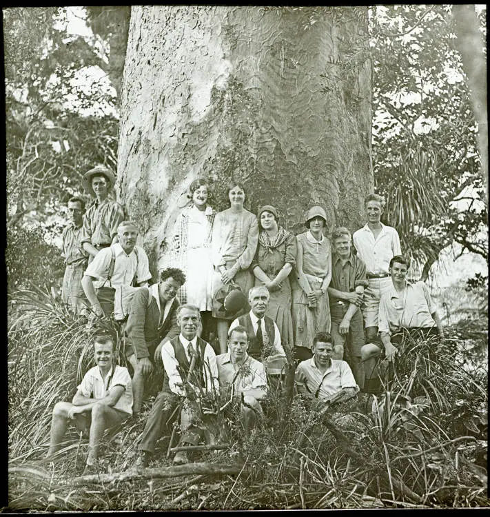 Kauri tree in the Huia Valley, Waitākere Ranges