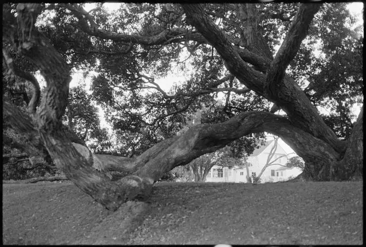 Rose Garden Lounge, Parnell, 1978