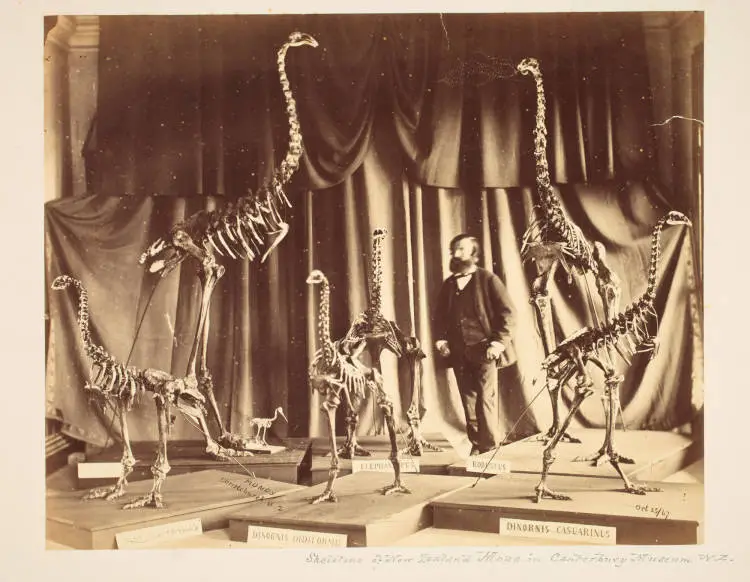 Moa skeletons in the Canterbury Museum, 1867