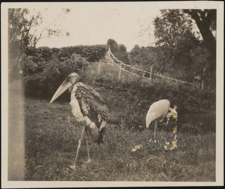 Marabou storks, Auckland Zoo, 1938