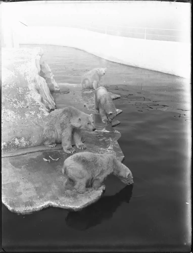 Polar bears at Auckland Zoo, Western Springs