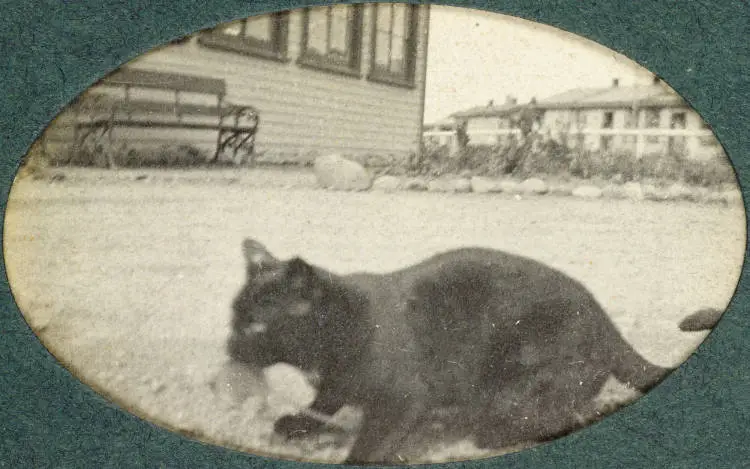 Featherston Camp cat, 1917