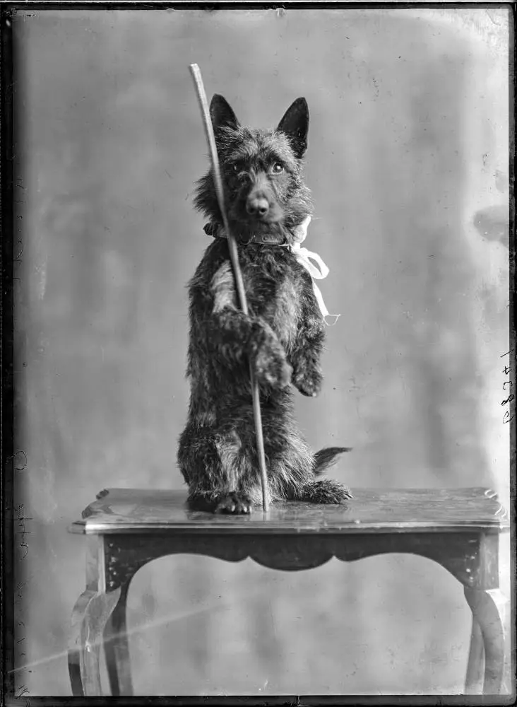 Miss Barnett's dog, 1911