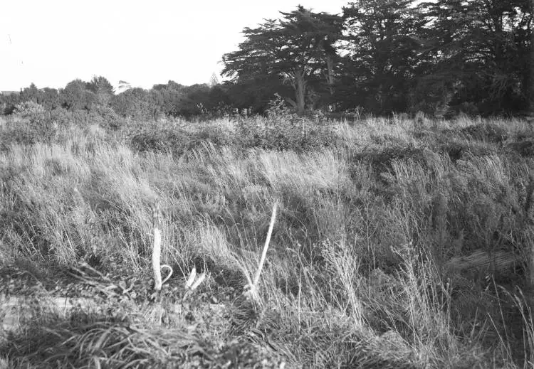 Future swimming pool site, Papatoetoe, 1958.