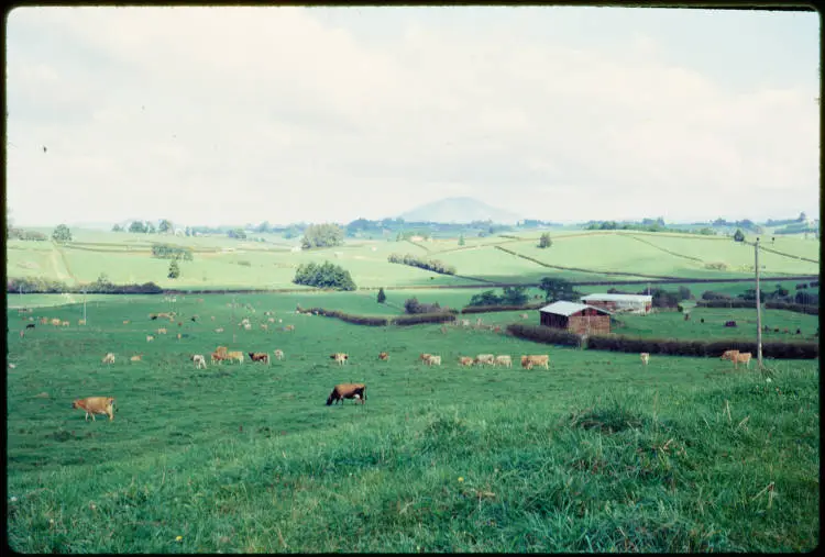 Waikato farmland, 1966