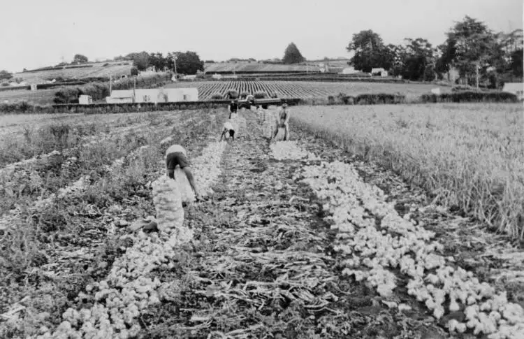 Harvesting onions, Pukekohe, 1956