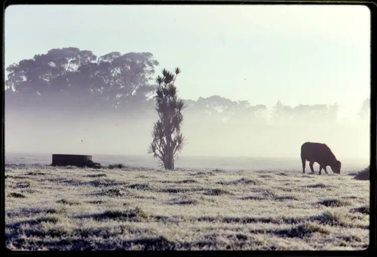 Frosty day, Wiri, 1971