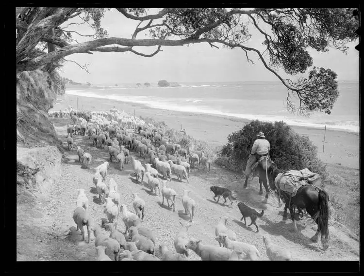 Oruaiti Beach, Te Rangiharu Bay, 1951