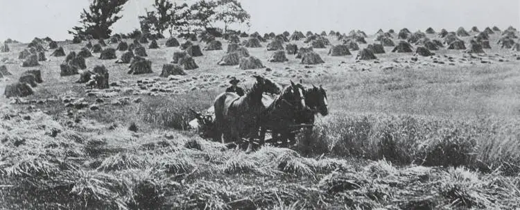 Wyllie farm, Papatoetoe, 1919