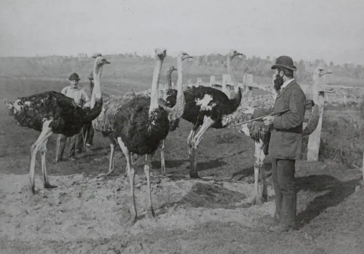 Ostrich farm, Whitford, ca 1900.