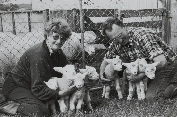 Lambs in May, Waiuku, 1987.