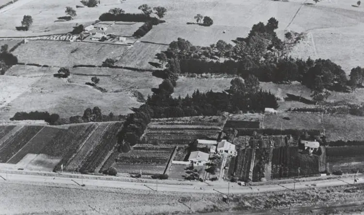 Beaumont's Nurseries, Manurewa, 1949