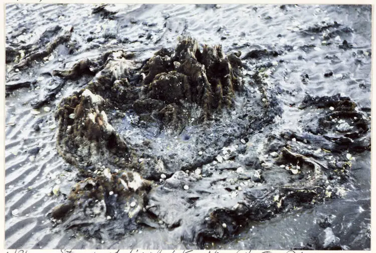 Ihumatao fossil forest, Māngere, 1984