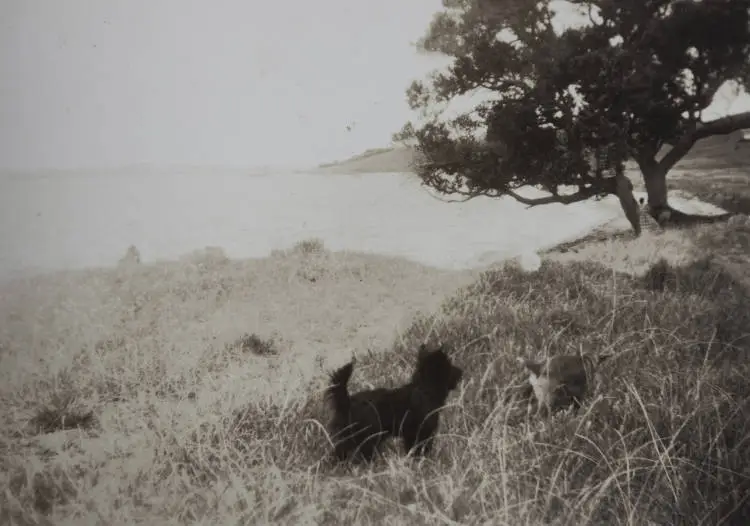 'Haggis' at Omana Beach, 1950