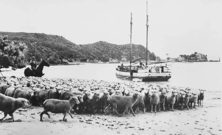 The scow Jane Gifford moored near Orere Point, 1936.