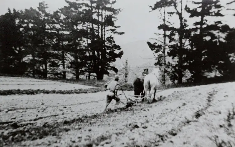 Ploughman on McLaughlin's farm, Wiri, ca 1890 (?)